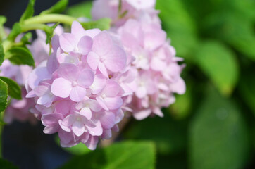 Closed up little beautiful soft pink hydrangea flower bunch over blur green nature background