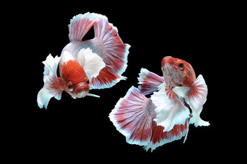 Betta fish, siamese fighting fish, betta splendens isolated on black background,
fish on black background, Multi color Siamese fighting fish,