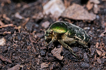 Goldglänzender Rosenkäfer ( Cetonia aurata ).