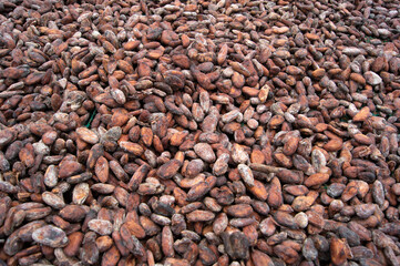 drying fermented cocoa or cacao beans