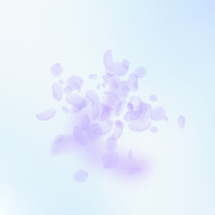 Violet flower petals falling down. Stylish romanti