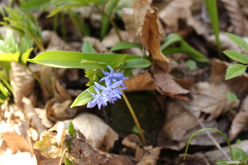 Delicate blue galanthuses bloom among dry last year's leaves in a spring forest