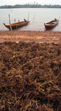 drying seaweed on a drying platform 