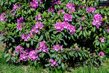 Fototapeta na wymiar Large bush of many delicate vivid pink flowers of azalea or Rhododendron plant in a sunny spring Japanese garden, beautiful outdoor floral background photographed with selective focus.