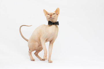 Bald cat. Cat of breed sphinx with bow tie on white background . Naked cat. A kitten without wool.