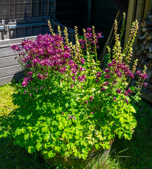 Close up of purple Columbine (Aquilegia)
