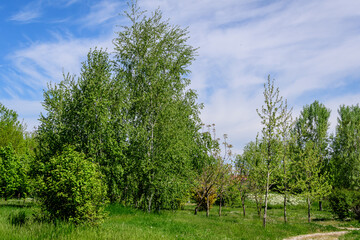 Landscape with old green trees in Mogosoaia Park (Parcul Mogosoaia), a weekend attraction close to...