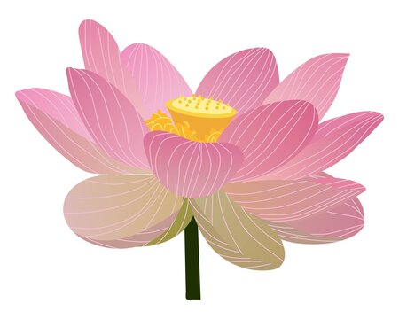Vector illustration of a lotus flower. Delicate pink fully dissolved lotus flower. A flower on a small stem. Botany. 