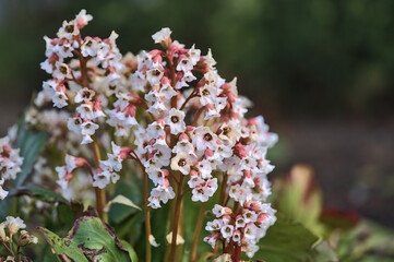 Beautiful view of Badan (Bergenia crassifolia) soft pink flowers on spring dark green blurry background in Ballawley Park, Sandyford, Dublin, Ireland. High resolution. Copy space