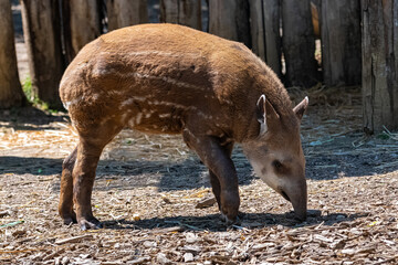 A young tapir walking, cute animal
