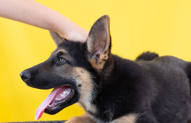 man's hand strokes the head of a little german shepherd puppy. protection and care of animals concept. on yellow background