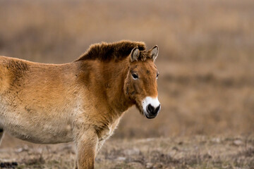 Przewalski Pferd bzw. Urpferd in der panonischen Tiefebene am Neusiedlersee