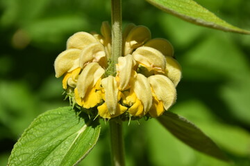 szaławia lepka, kwiat