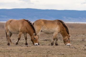 Przewalski Pferde bzw. Urpferde in der panonischen Tiefebene am Neusiedlersee
