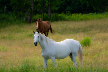 Obraz na płótnie Canvas Pretty horse on a Canadian farm in the province of Quebec 