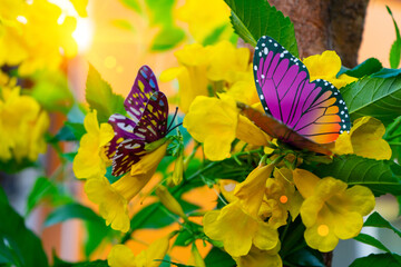 Colorful butterfly look like lover or couple to suck nectar from yellow elder or Trumpet bush...
