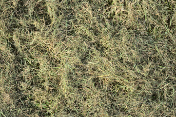 Beautiful closeup spring view of faded dry cut lawn grass in Ballawley Park, Sandyford, Dublin, Ireland. High resolution. Dried grass background