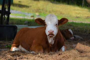Obraz na płótnie Canvas Pretty cow in a Quebec farm in the Canadian coutryside