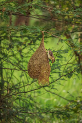 Bird sitting on the nest , Birds photography