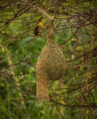 Bird sitting on the nest , Birds photography