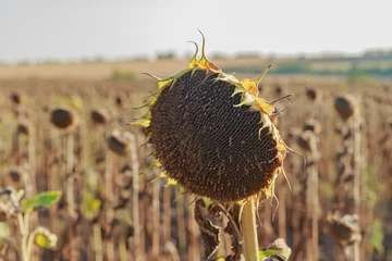 Rolgordijnen dried-up sunflower in the field due to drought © Andrei