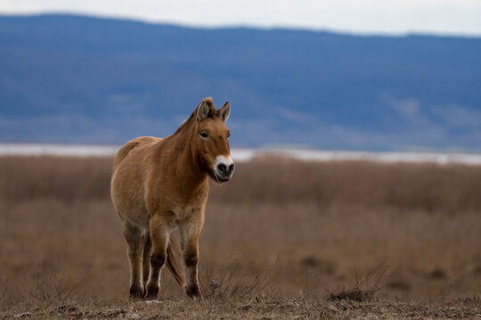 Przewalski Pferd bzw. Urpferd in der panonischen Tiefebene am Neusiedlersee