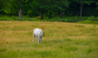 Fototapeta na wymiar Pretty horse on a Canadian farm in the province of Quebec 