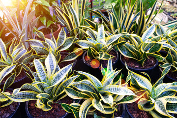 Fototapeta premium Kokedama, snake plant that Tropical plant known as snake plant and mother in law's tounge popular as indoor plant.Air filtering plant,Horticulture Therapy with sunlight.