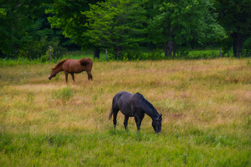 Pretty horse on a Canadian farm in the province of Quebec 