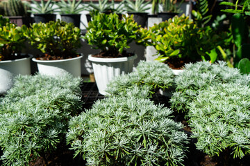 Soft focus of Chinese Wormwood or Crossostephium bonsai  is flowering plants in the daisy family for ornamental or medicinal purposes in Japan.