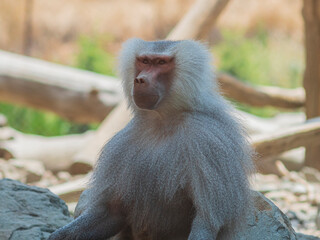 portrait of a male baboon