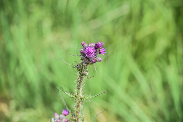 nature fleur flore epine chardon