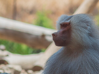 close up of male baboon