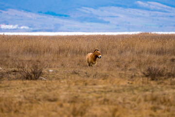 Przewalski Pferd bzw. Urpferd in der panonischen Tiefebene am Neusiedlersee