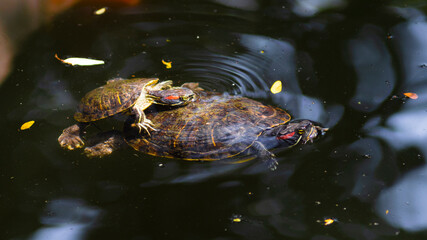 baby and grown up red-eared slider swimming in pond