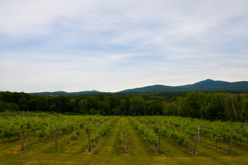 Obraz premium Small vineyard in the province of Quebec, Canada