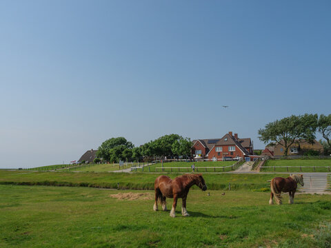 Hallig Hooge in der Nordsee