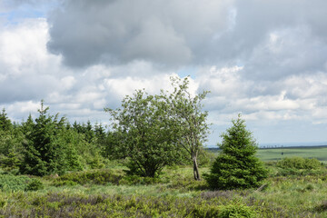 Fototapeta premium Belgique Wallonie Hautes Fagnes paysage tourisme balade nature promenade environnement 
