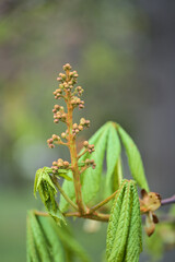 Beautiful closeup view of spring chestnut (Castanea) tree buds and young leaves growing in Ballawley Park, Sandyford, Dublin, Ireland. Soft and selective focus. High resolution