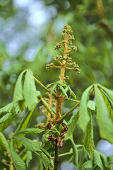 Beautiful closeup view of spring chestnut (Castanea) tree buds and young leaves growing in Ballawley Park, Sandyford, Dublin, Ireland. Soft and selective focus. High resolution