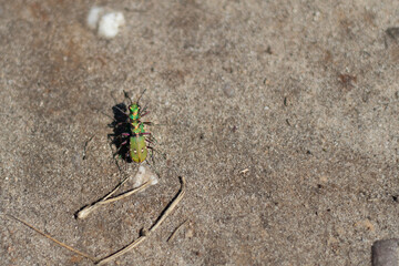Mating green tiger beetles on a sandy surface (Veluwe, The Netherlands)