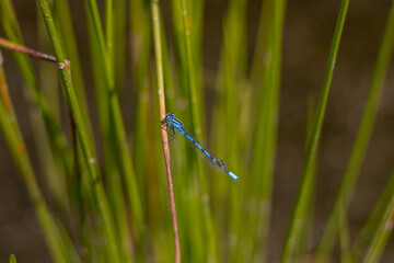 A single azure damselfly resting on a grassy plant (Veluwe, The Netherlands)