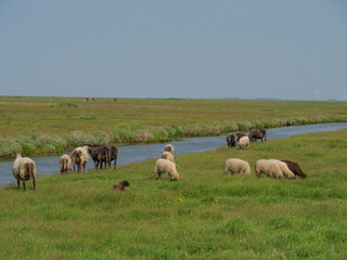 Hallig Hooge in der Nordsee