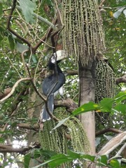Hornbill in tree