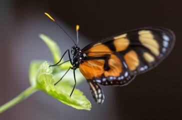 butterfly on a flower