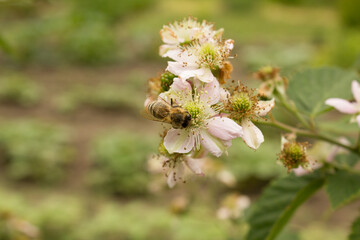 Pszczoła na kwiatku jeżyny. 