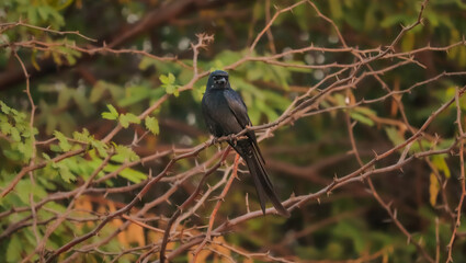 blackbird on a branch
