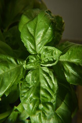 Liście bazylii