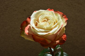 róza
