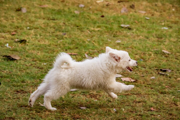 Dog at Dogs park